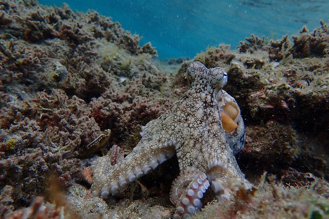 Snorkeling Tour - Getting There Comfortably: Pickup, Private Transport, and Mobile Tickets