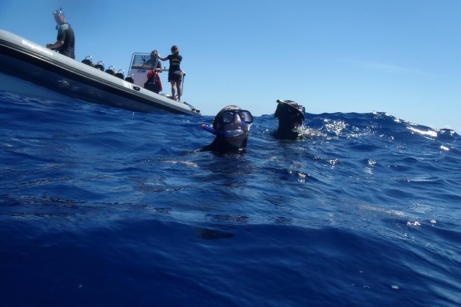 Swim with Wild Dolphins in the Azores - What the in-water swim actually feels like
