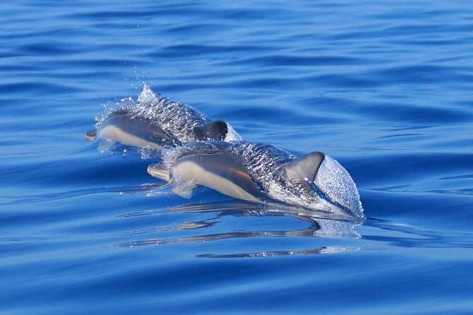 Swim with Wild Dolphins in the Azores - More than dolphins: other wildlife sightings can happen
