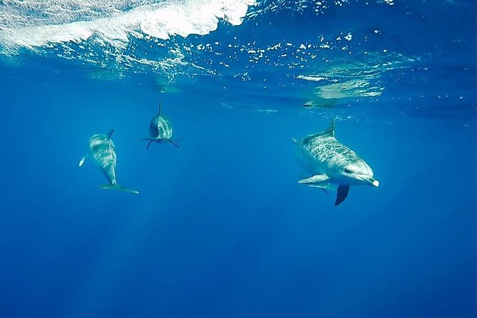 Swim with Wild Dolphins in the Azores - The speedboat ride out of Ponta Delgada takes you where dolphins live