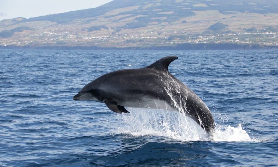 Terceira: Half-Day Dolphin and Whale Watching Tour - Key highlights to know before you go