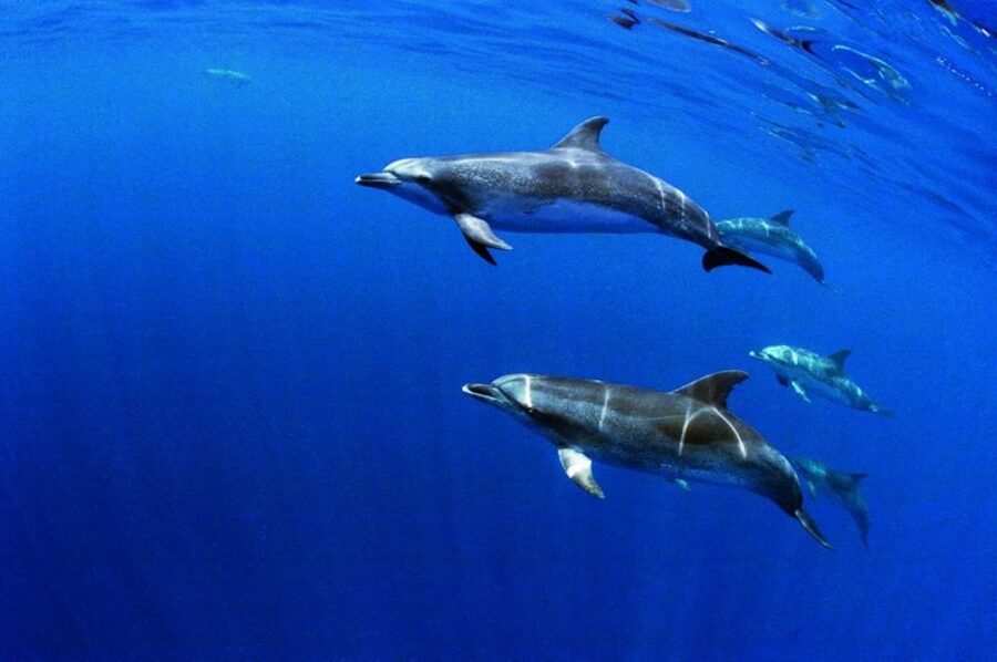 Terceira: Half-Day Dolphin and Whale Watching Tour - Price and value: $70 for three hours of pro-led wildlife watching