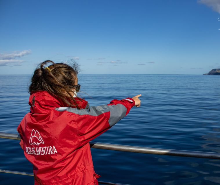 Terceira: Half-Day Dolphin and Whale Watching Tour - Half-day whale watching from Angra do Heroísmo, and why it’s a good use of time