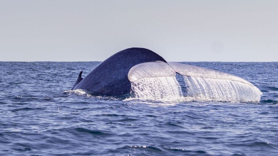 Terceira: Half-Day Dolphin and Whale Watching Tour - Out on the water in Picos de Aventura: how the spotting really works