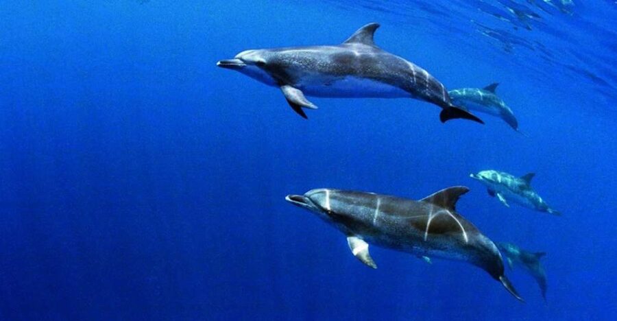 Terceira: Half-Day Dolphin and Whale Watching Tour - What you might see: sperm whales, humpbacks, and lots of dolphins