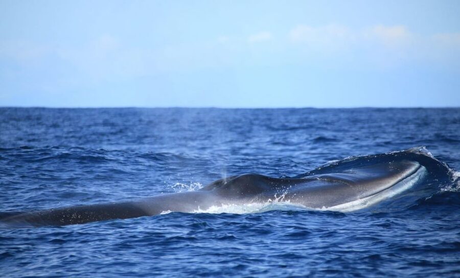 Terceira: Half-Day Dolphin and Whale Watching Tour - Boat ride comfort tips, so you enjoy the turns instead of fighting them
