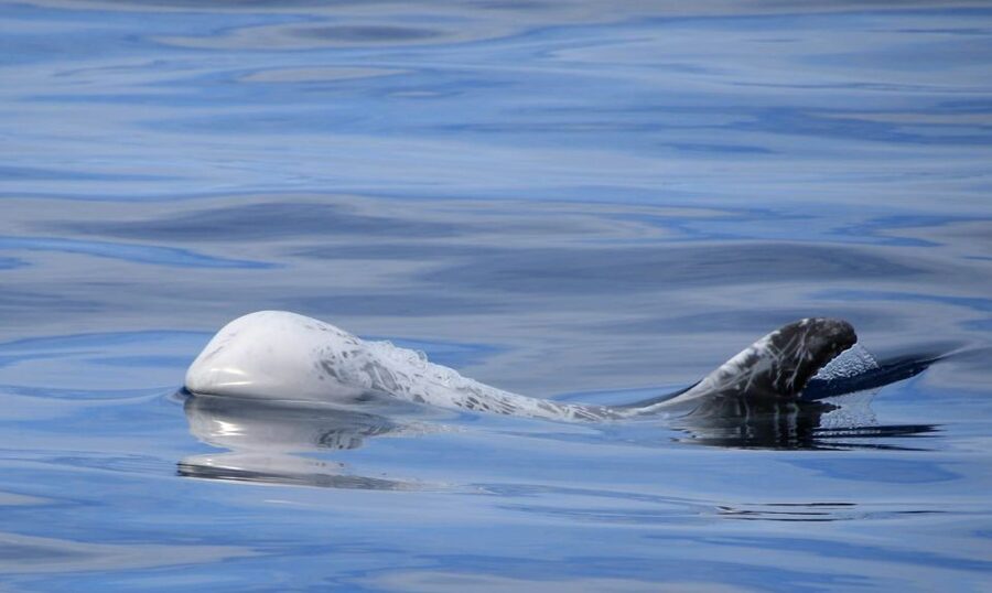 Terceira: Half-Day Dolphin and Whale Watching Tour - Languages and what the guide adds to your spotting