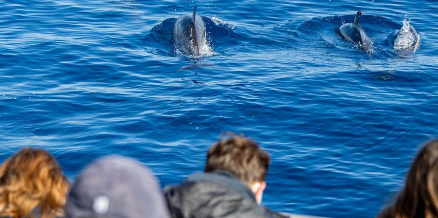 Terceira: Half-Day Dolphin and Whale Watching Tour - Meeting at Picos de Aventura, then a briefing built for safety and ethics