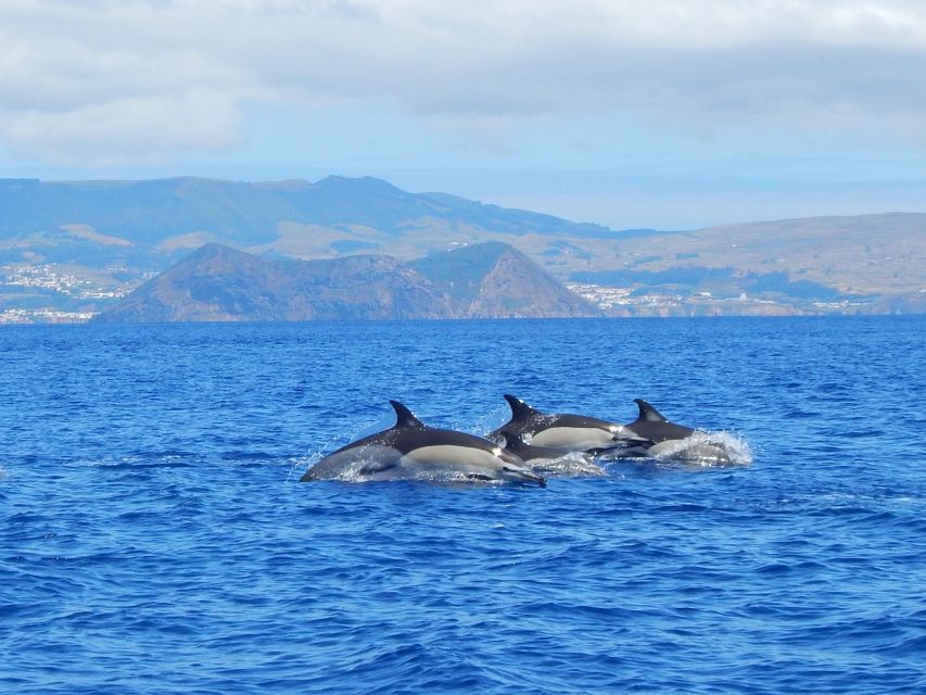 Terceira: Swimming with Wild Dolphins | Natural Habitat - Key things to know before you go