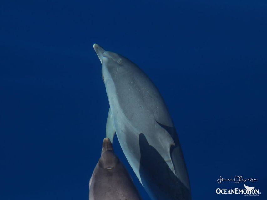 Terceira: Swimming with Wild Dolphins | Natural Habitat - Where You Meet OceanEmotion on Terceira (and What That Means for Your Timing)