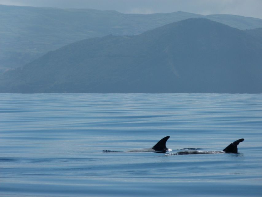 Terceira: Swimming with Wild Dolphins | Natural Habitat - What to Bring for a Comfortable Dolphin Swim (Warmth Matters)