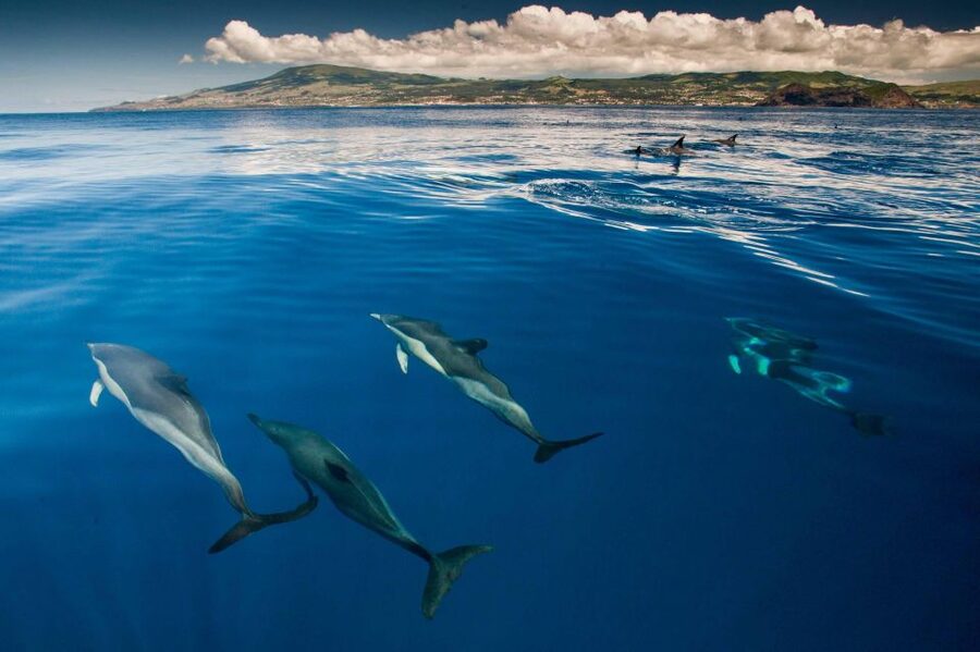 Terceira: Swimming with Wild Dolphins | Natural Habitat - The 2.5 Hours: Boat Ride, Dolphin Search, and Time in the Water