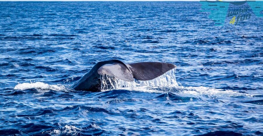 Terceira: Whale and Dolphin Watching in a Zodiac Boat - Zodiac Boat Reality Check: Fast, Small, and Built for Searching