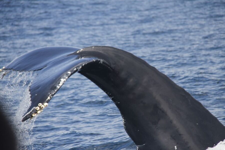 Terceira: Whale and Dolphin Watching in a Zodiac Boat - Monte Brasil Spotter on Radio: How You Get Better Odds