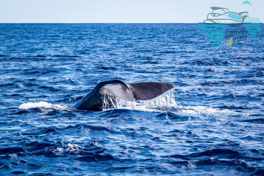 Terceira: Whale and Dolphin Watching in a Zodiac Boat - Your Guide’s Job: Turning a Sighting Into Real Understanding