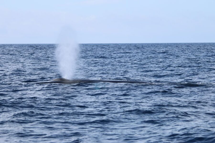 Terceira: Whale and Dolphin Watching in a Zodiac Boat - The 2.5-Hour Flow: Searching, Spotting, Then Watching Long Enough