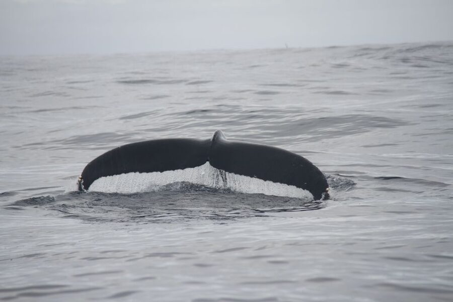 Terceira: Whale and Dolphin Watching in a Zodiac Boat - Weather, Wet Clothes, and Staying Comfortable on Return