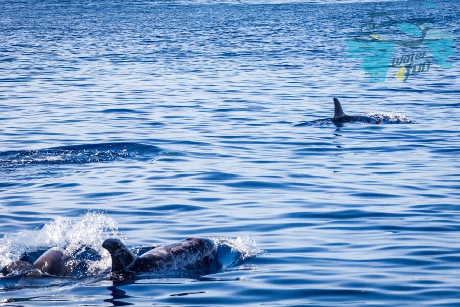 Terceira: Whale and Dolphin Watching in a Zodiac Boat - Price and Value at About $82 Per Person