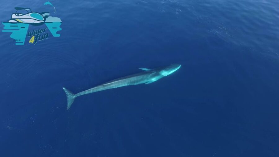 Terceira: Whale and Dolphin Watching in a Zodiac Boat - Where to Meet: Marina de Angra de Heroísmo (Water4fun Shop #2)