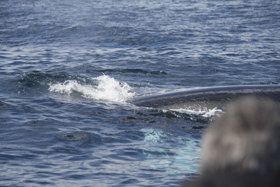 Terceira: Whale and Dolphin Watching in a Zodiac Boat - Who Should Book This Dolphin and Whale Zodiac Tour