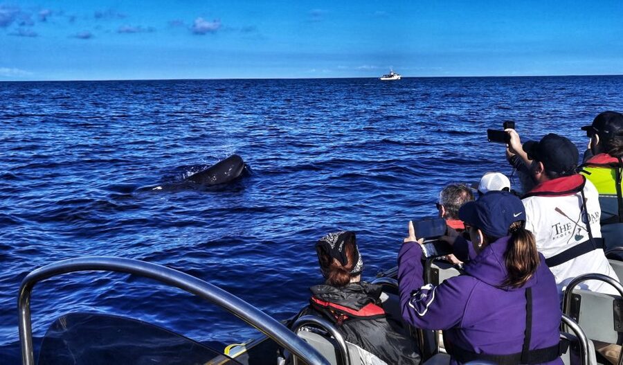 Terceira: Whale and Dolphin Watching in a Zodiac Boat - What You Actually See: Whales, Dolphins, and the Surprise Extras