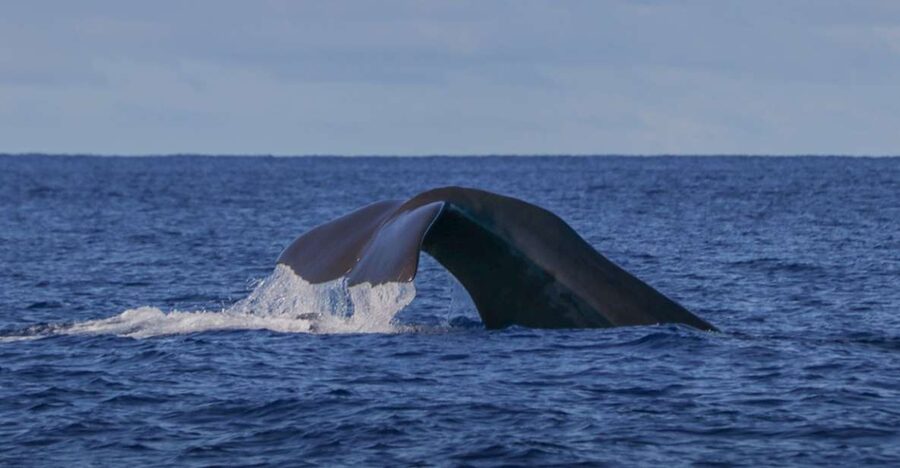 Terceira: Whale & Dolphin Watching | Best Wildlife Tour - Key things to know before you go