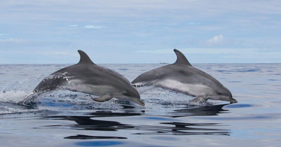 Terceira: Whale & Dolphin Watching | Best Wildlife Tour - Why Terceira is one of the best places for whales and dolphins