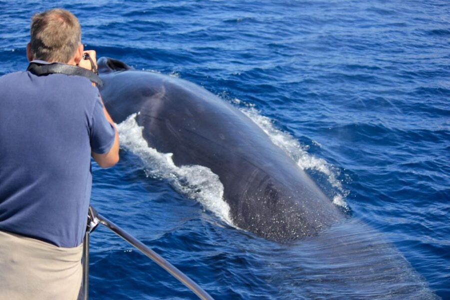 Terceira: Whale & Dolphin Watching | Best Wildlife Tour - What a 2.5-hour marine wildlife trip feels like (and what you’ll do)