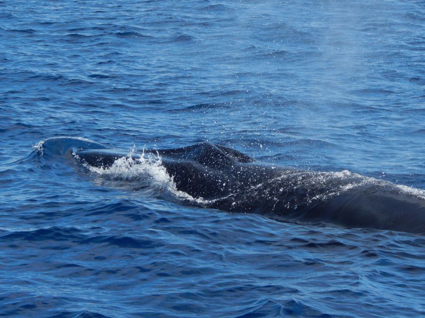 Terceira: Whale & Dolphin Watching | Best Wildlife Tour - Whale vs dolphin odds, and why the sighting guarantee is a big deal
