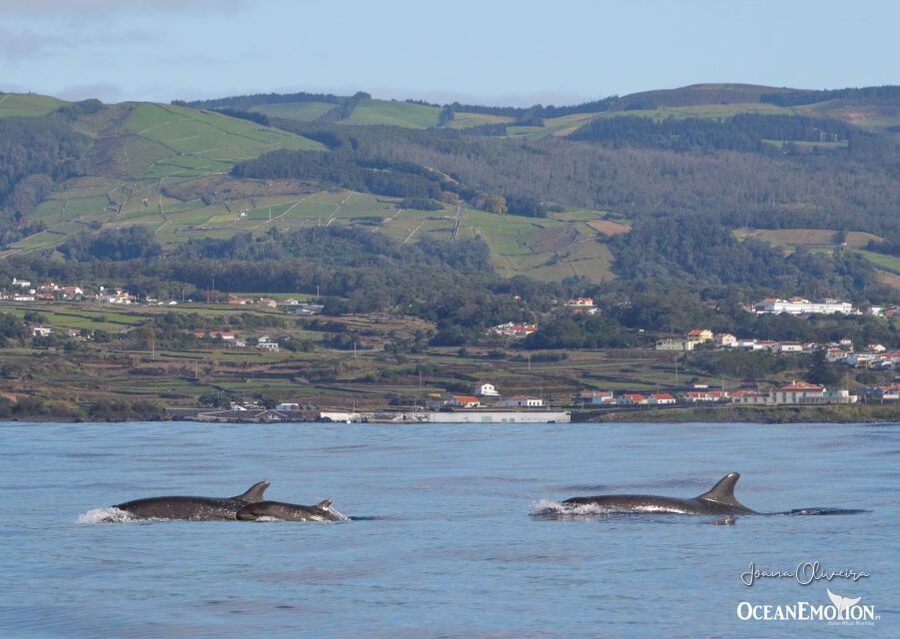 Terceira: Whale & Dolphin Watching | Best Wildlife Tour - What to bring, what not to do, and who should skip this tour