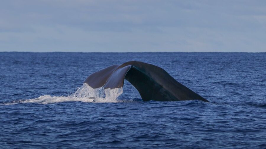 Terceira: Whale & Dolphin Watching | Best Wildlife Tour - Where you meet, what affects your comfort, and quick tips for better sightings