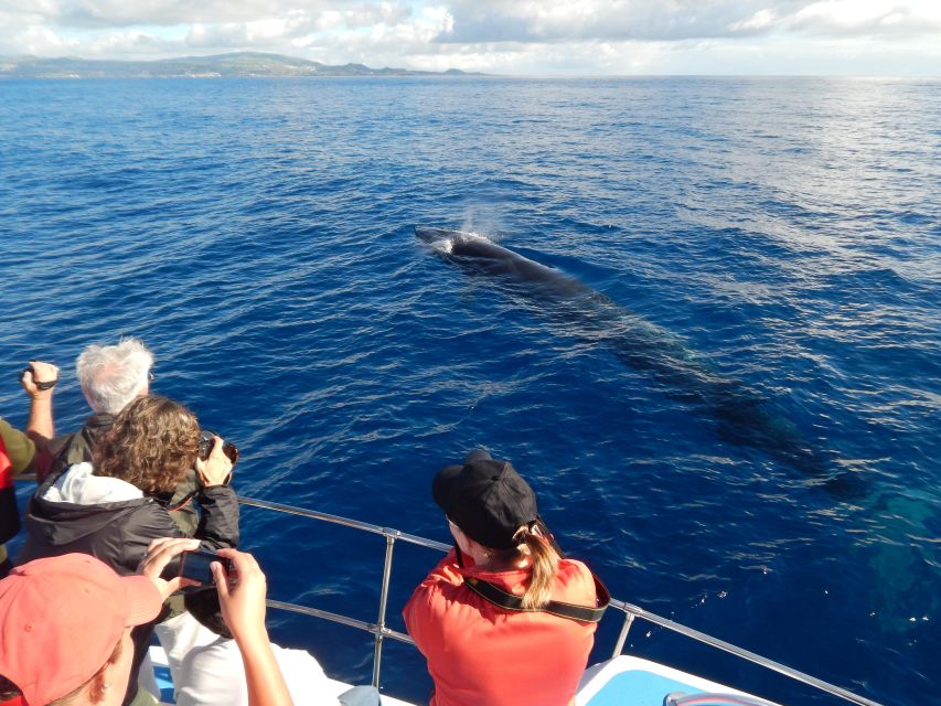 Terceira: Whale & Dolphin Watching | Best Wildlife Tour - Who should book this Terceira whale and dolphin tour