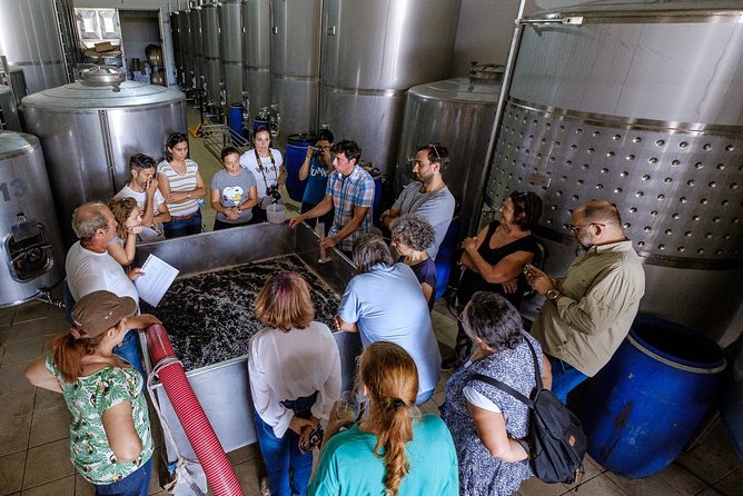 Tour & Wine tasting - Authentic Algarve Flavours by Quinta da Tôr - The wines and tapas: simple food that actually matches the tasting
