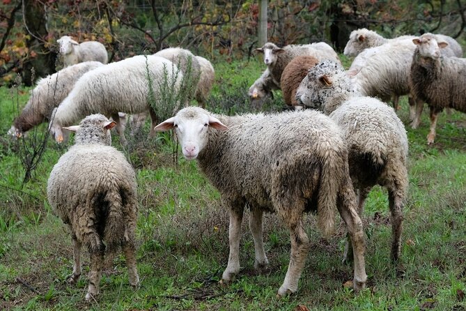 Traditional Cooking Class, Farm Tour & Lunch in the Douro Valley - Getting your value from the $179.02 price tag