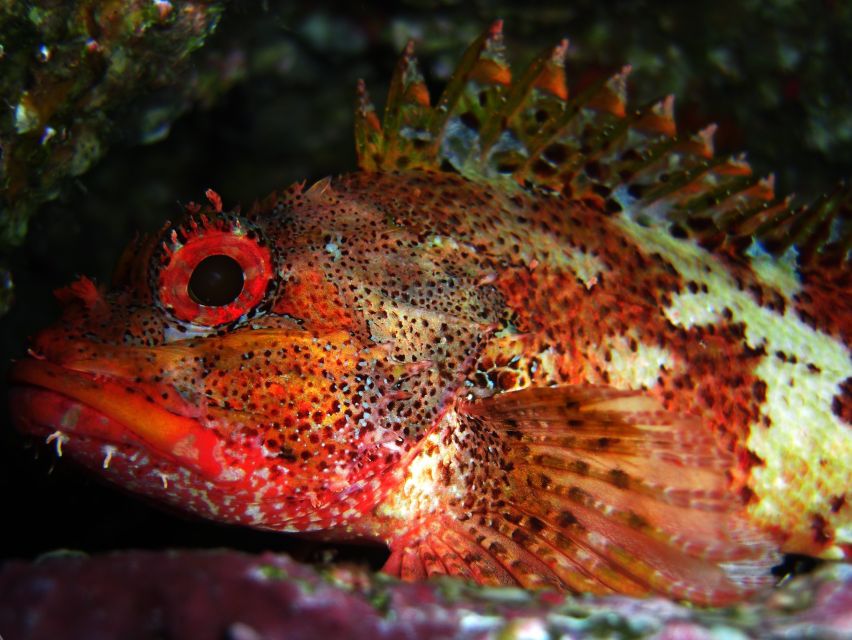 Vila Franca Do Campo: Introduction to Scuba Diving Tour - Vila Franca do Campo’s volcanic waters are ideal for a first scuba try