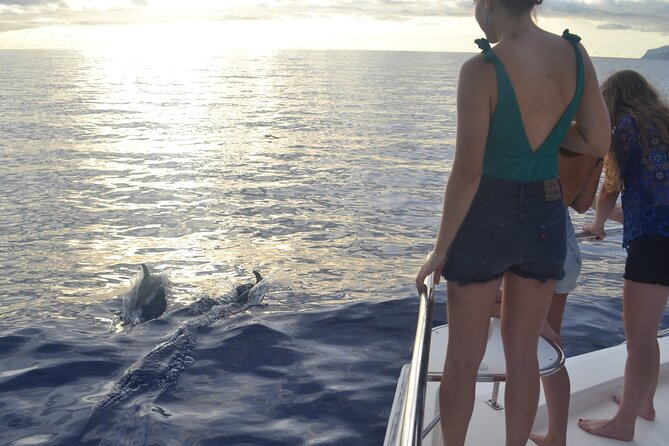 VipDolphins Luxury Whale Watching - The wildlife search: dolphins, pilot whales, and how close you can get