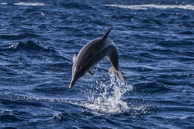 Watching whales and dolphins on Terceira Island - Why Terceira is such a good bet for whales and dolphins