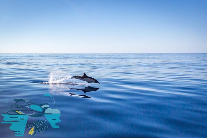 Watching whales and dolphins on Terceira Island - The small boat setup: comfort, visibility, and a bit of adrenaline