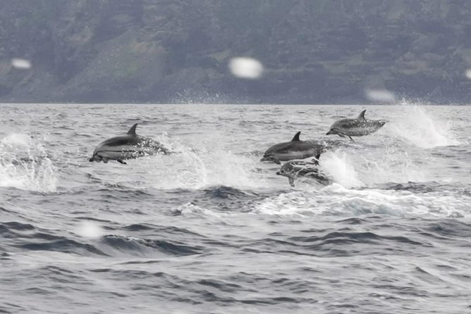 Watching whales and dolphins on Terceira Island - What you might see: the Azores species mix (whales and dolphins)
