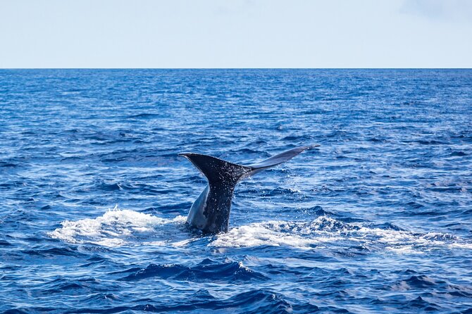 Watching whales and dolphins on Terceira Island - How the tour’s guarantee works when sightings are tricky