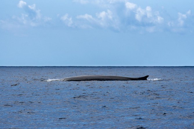 Watching whales and dolphins on Terceira Island - Guide and captain teamwork: what to listen for, and who to thank