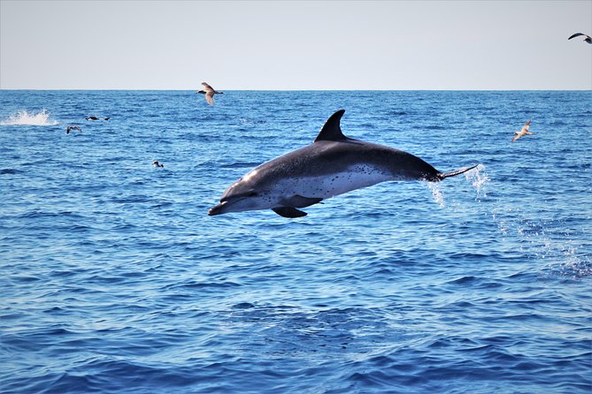 Watching whales and dolphins on Terceira Island - The itinerary rhythm: scanning, finding, then settling in