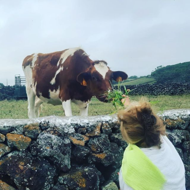 West Coast Van Tour (Half Day) | Terceira Island - Who Should Book This Tour (And Who Might Skip It)