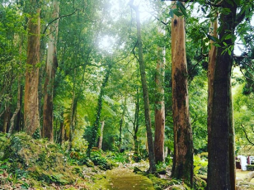 West Coast Van Tour (Half Day) | Terceira Island - What This Half-Day West Coast Van Tour Really Is