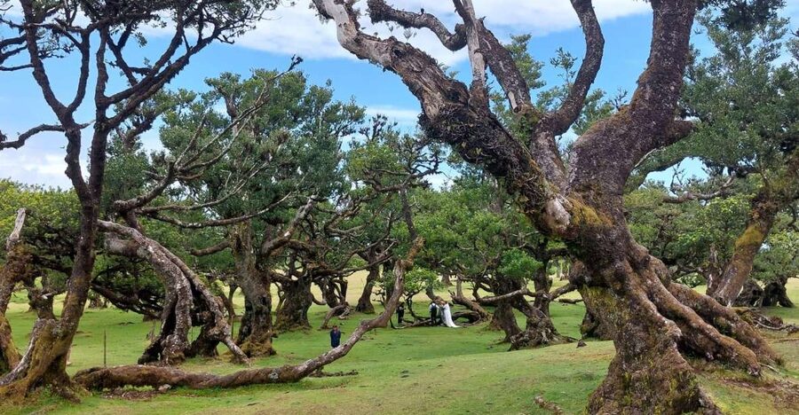 West Madeira:, Laurel Forest, Waterfall, Rock Pools, Walk - Key highlights to know before you go