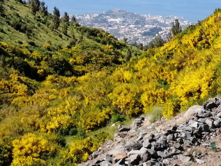 West Madeira:, Laurel Forest, Waterfall, Rock Pools, Walk - Ribeira Brava: market energy, café breaks, and a church interior worth pausing for