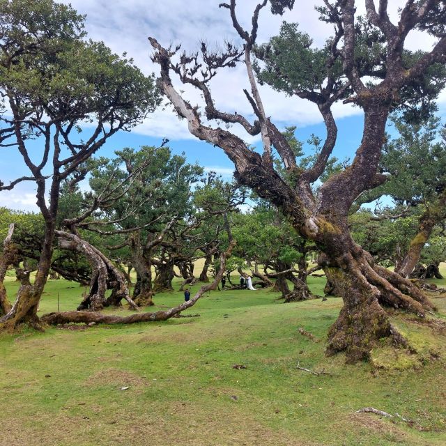 West Madeira:, Laurel Forest, Waterfall, Rock Pools, Walk - Câmara de Lobos: your first coastal hit of old Madeira