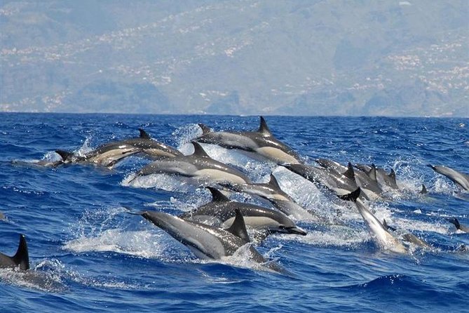 Whale and Dolphin Watching in Calheta, Madeira Island - Key highlights I think matter