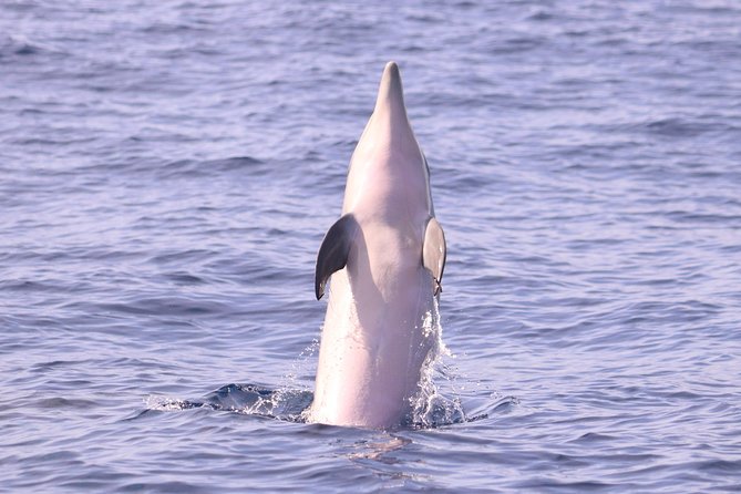 Whale and Dolphin Watching in Calheta, Madeira Island - H2O Madeira in Calheta: getting on the water fast