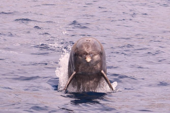 Whale and Dolphin Watching in Calheta, Madeira Island - What you might see around Madeira: dolphins, whales, and surprise extras